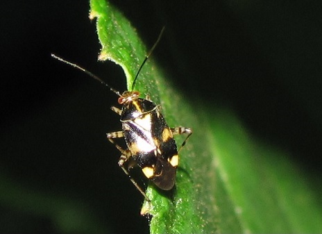 Miridae: Liocoris tripustulatus